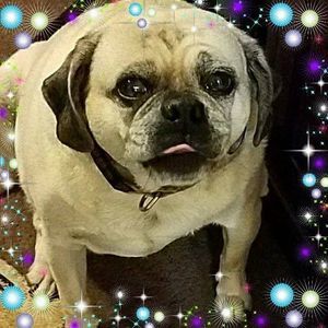 Meet your Posher, Dawn